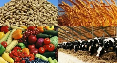 В Хатлоне производство сельхозпродукции выросло до 17,8 млрд сомони