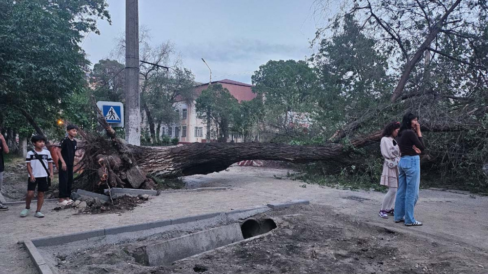 В Бишкеке на ул. Боконбаева дерево упало на две машины (видео)