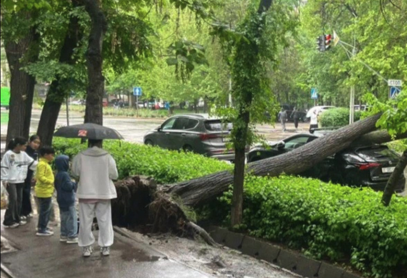 Упавшее дерево на бульваре Эркиндик сломало девушке плечо