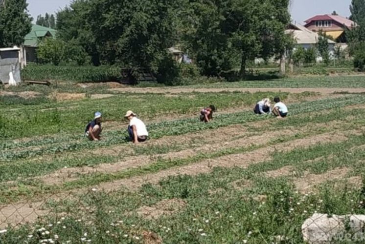 Labor Ministry:Use of child labor in its worst forms is strictly prohibited