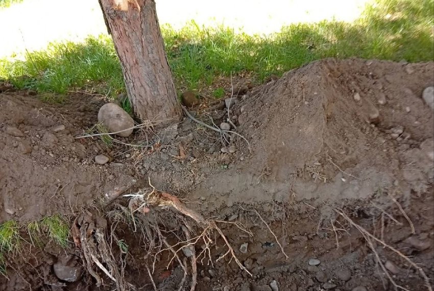 Лопатами копать не будем: в сквере Горького повреждают корни деревьев