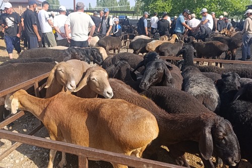 Кабмин обновил проект льготного кредитования племенного животноводства