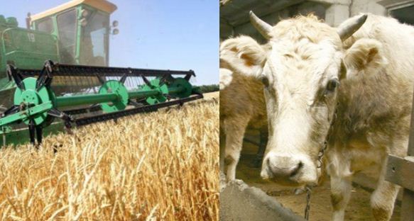 В Кыргызстане ветеринарные сертификаты на экспортируемую продукцию выдают через систему «Тулпар»