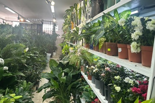 Минсельхоз проверил агроаптеки и цветочные магазины Каракола на соблюдение фитосанитарных требований